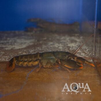 Papuan Extreme Orange Crayfish (Cherax cf. holthuisi)