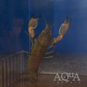 Papuan Red Boesemani Crayfish (Cherax boesemani)