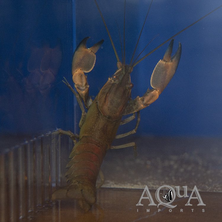 Papuan Red Boesemani Crayfish (Cherax boesemani)