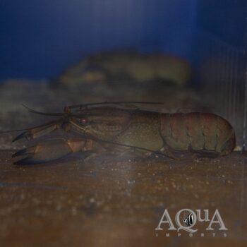 Papuan Red Brick Crayfish (Cherax boesemani 'red brick')