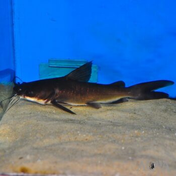 Papuan Shark Catfish (Neoarius graeffei)