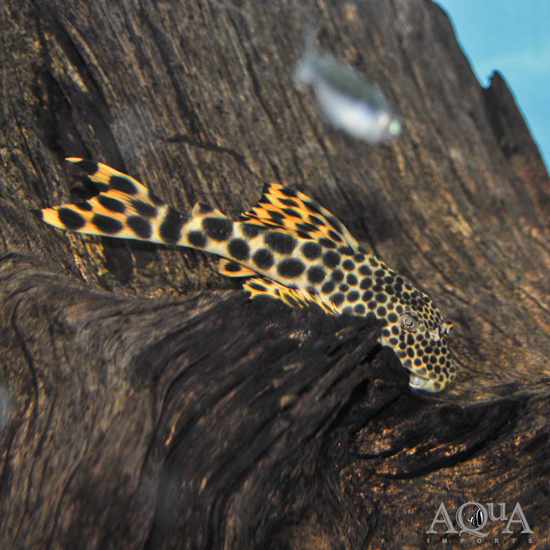 L075 Para Pleco (Peckoltia sabaji)