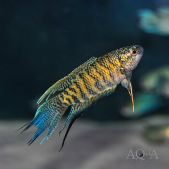 Paradise Fish (Macropodus opercularis)