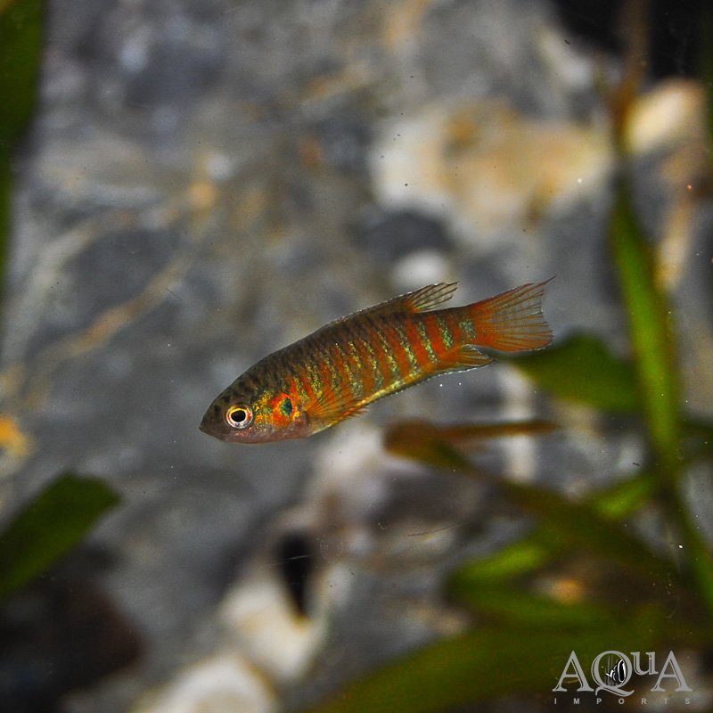 Paradise Fish (Macropodus opercularis)