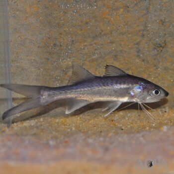 Paradise Threadfin Fish (Polynemus paradiseus)