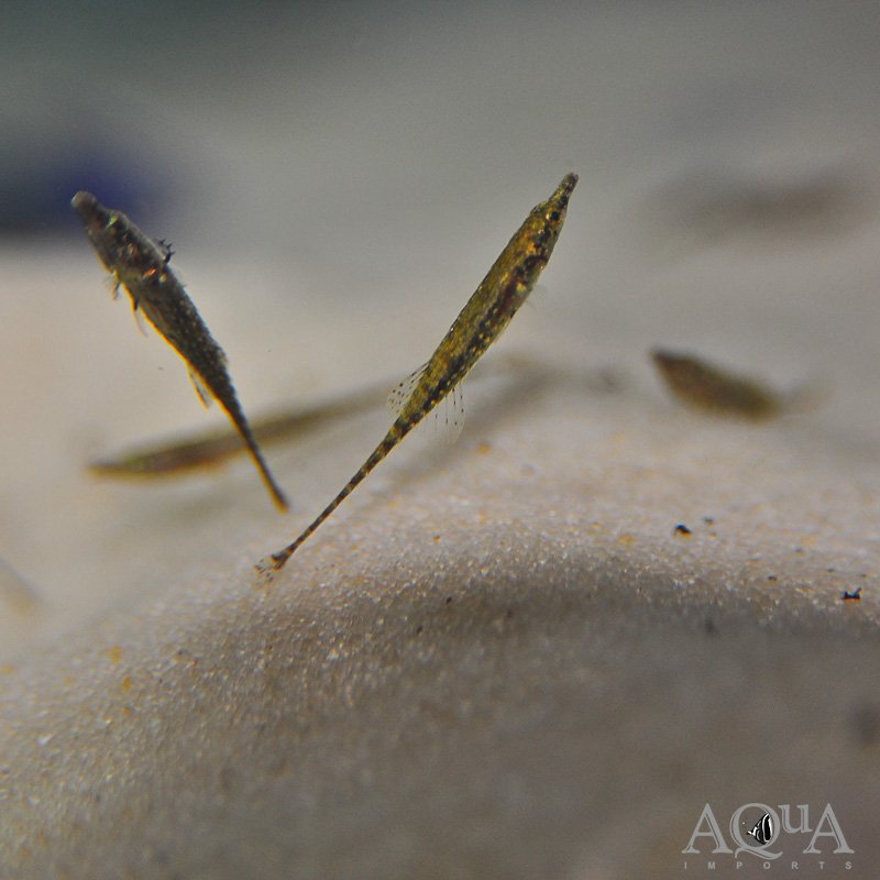 Paradox Fish (Indostomus paradoxus)