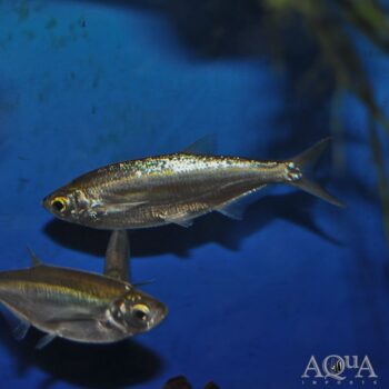 Paralaubuca harmandi