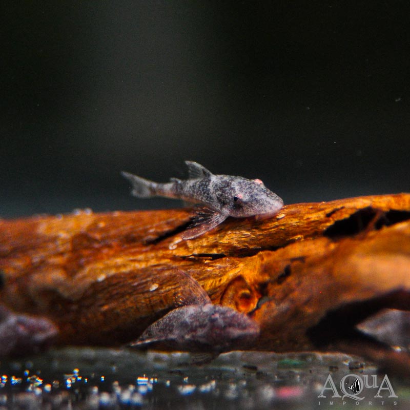 Peppermint Oto (Parotocinclus eppleyi)
