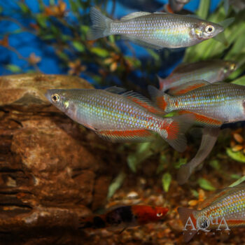 Parkinsoni Rainbowfish (Melanotaenia parkinsoni)