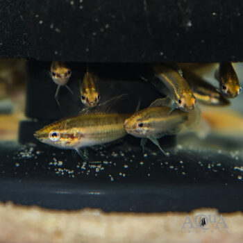 Parosphromenus sp. Gelam