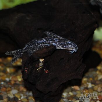 Parrot Catfish (Rhynchodoras woodsi)