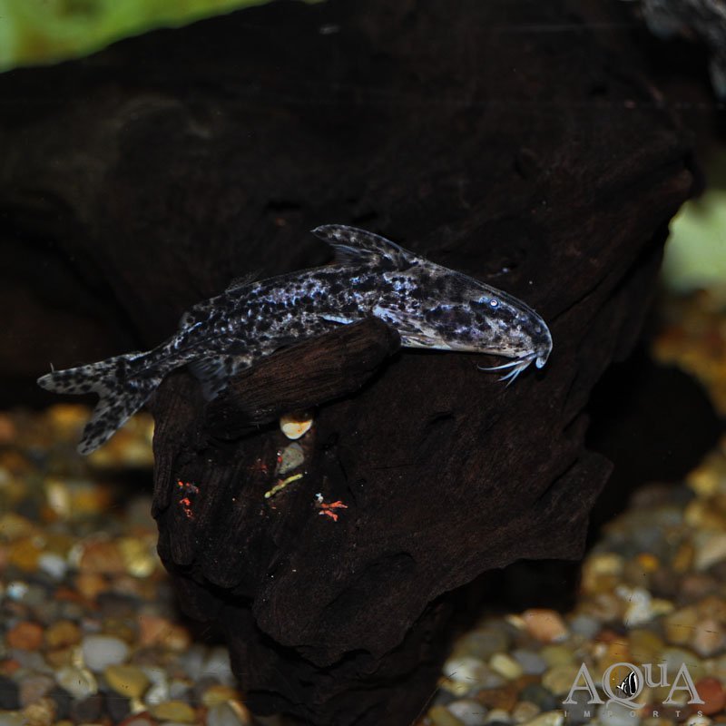 Parrot Catfish (Rhynchodoras woodsi)