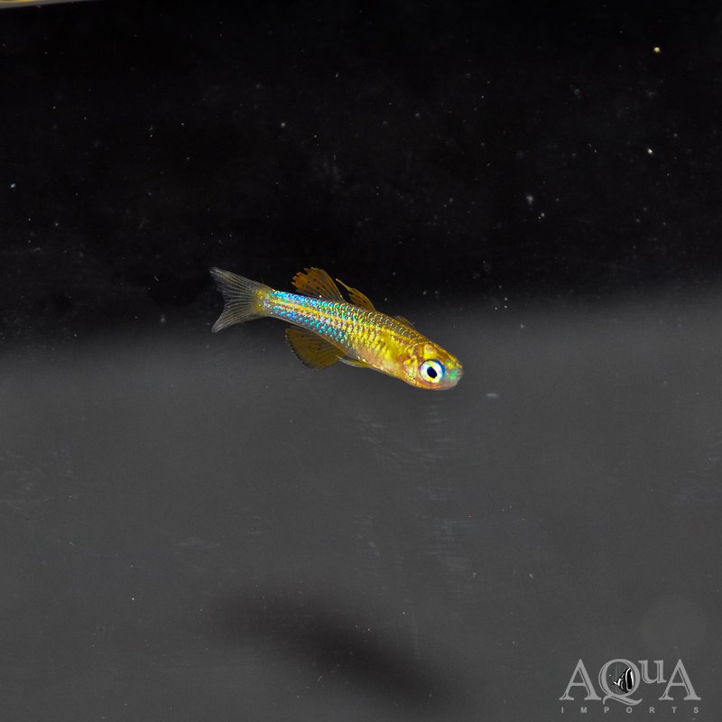 Red Neon Rainbow (Pseudomugil paskai)