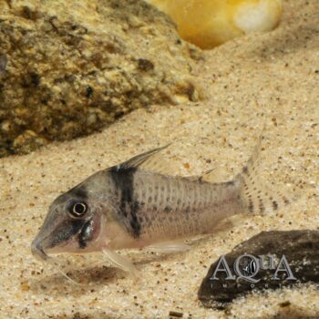 Pastaza Cory (Corydoras pastazaensis)