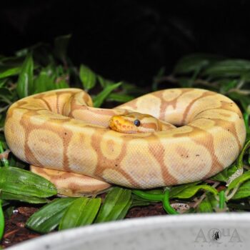Pastel Banana Blade Possible Het. Puzzle Ball Python