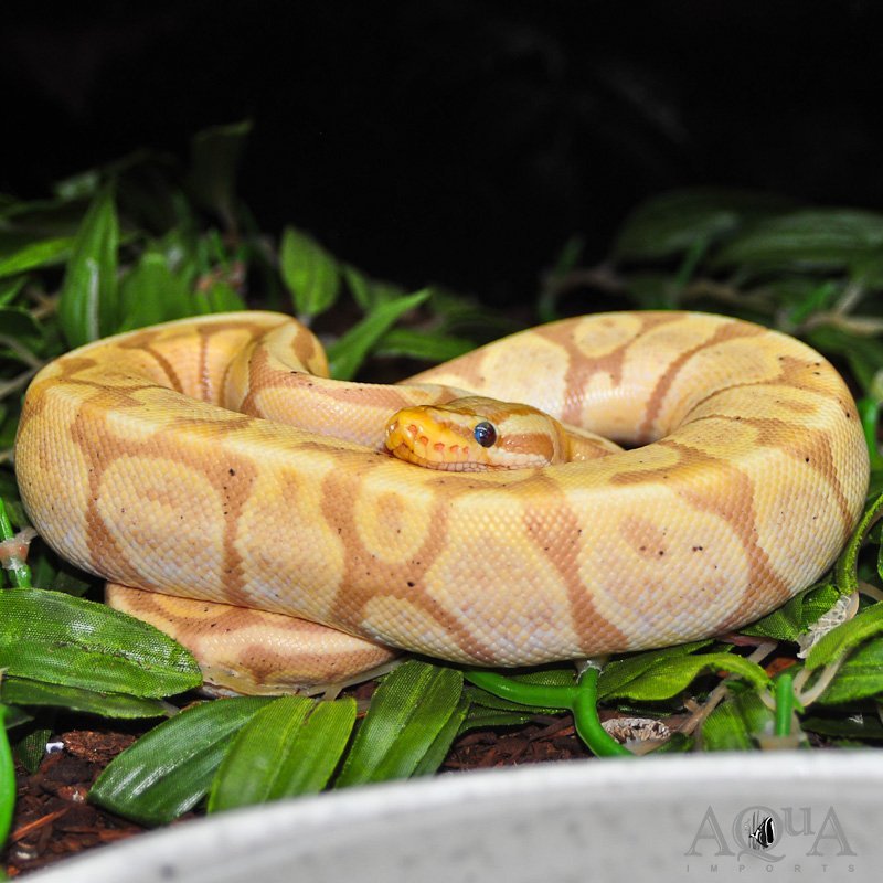 Pastel Banana Blade Possible Het. Puzzle Ball Python