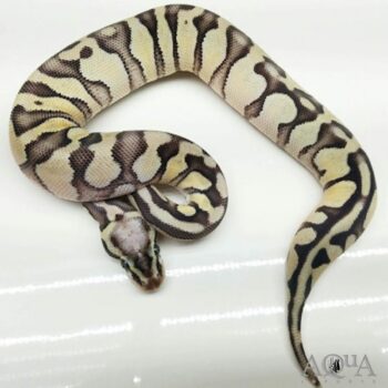 Male Pastel Enchi Russo Het Leucistic Ball Python