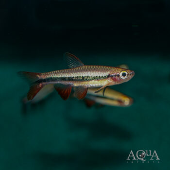 Patrick's Rasbora (Rasbora patrickyapi)