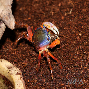 Patriot Rainbow Crab (Cardisoma armatum)