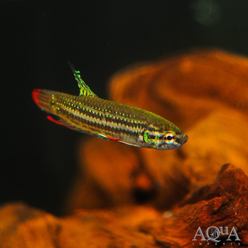 Peaceful / Imbellis Betta (Betta imbellis)