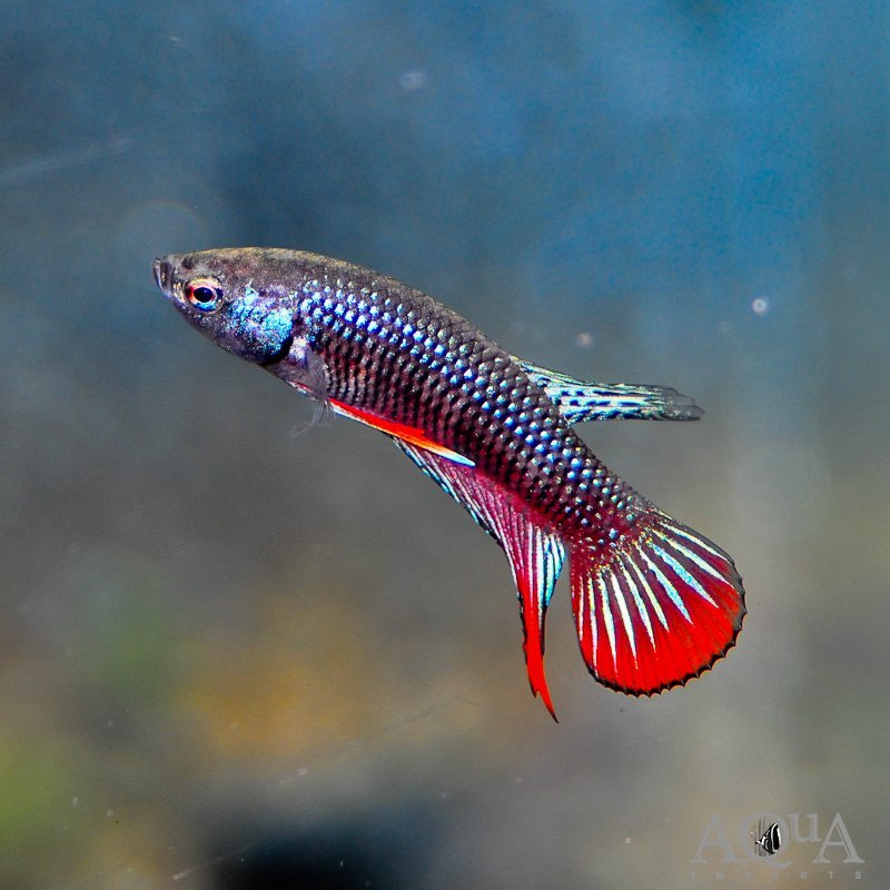 Peaceful / Imbellis Betta (Betta imbellis)