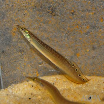 Peacock Eel (Macrognathus siamensis)