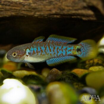 Peacock Gudgeon (Tateurndina ocellicauda)