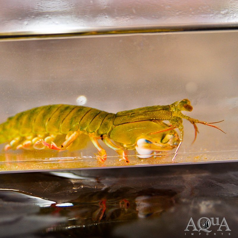 Chiragra Mantis Shrimp (Gonodactylus chiragra)