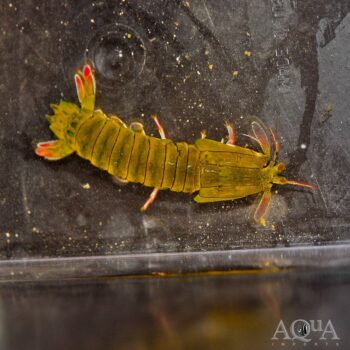 Chiragra Mantis Shrimp (Gonodactylus chiragra)