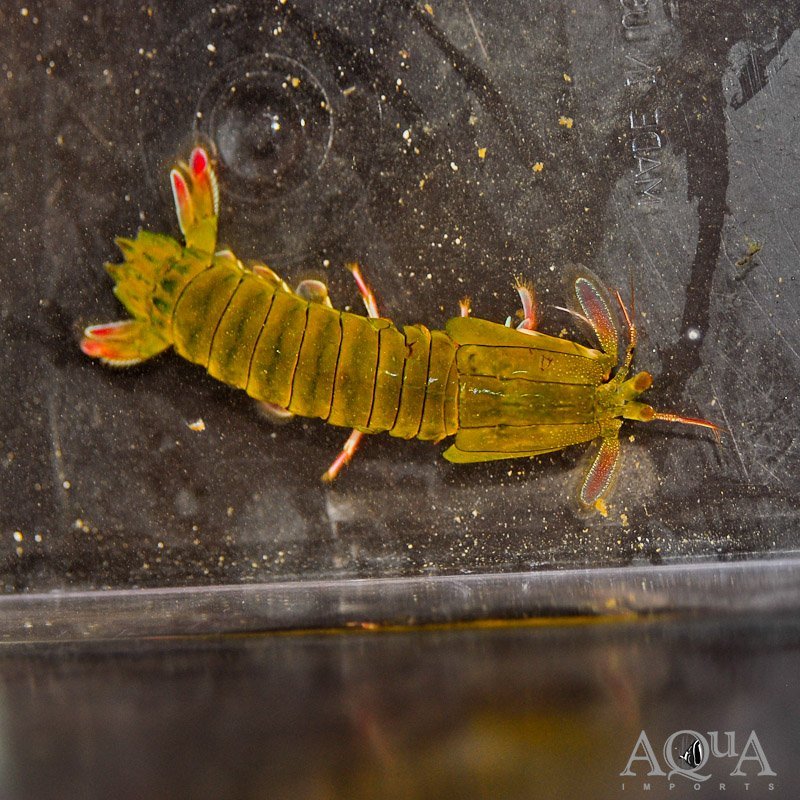 Chiragra Mantis Shrimp (Gonodactylus chiragra)