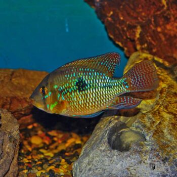 Pearl Cichlid (Geophagus cf. brasiliensis)