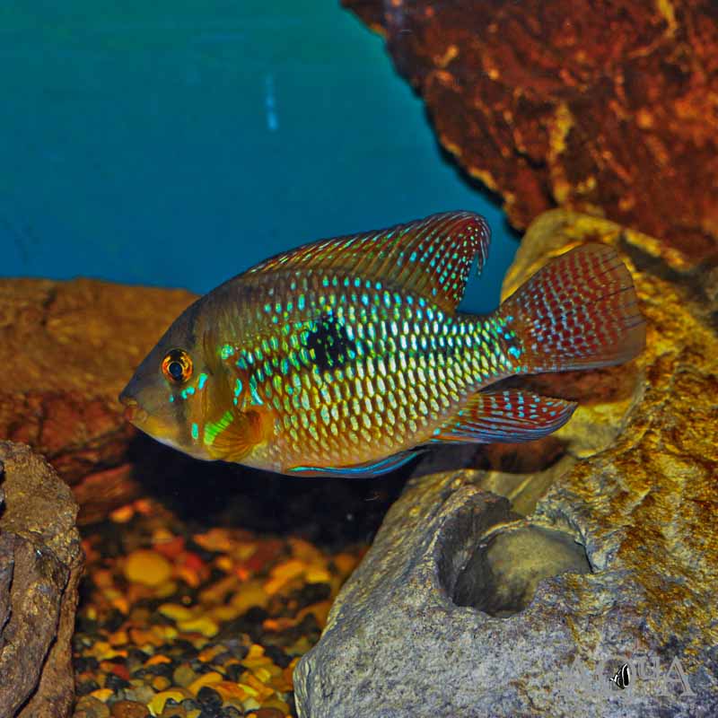 Pearl Cichlid (Geophagus cf. brasiliensis)