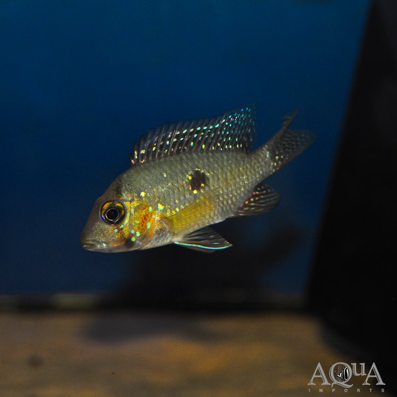 Pearl Eartheater (Geophagus brasiliensis)