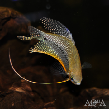 Pearl Gourami (Trichopodus leeri)