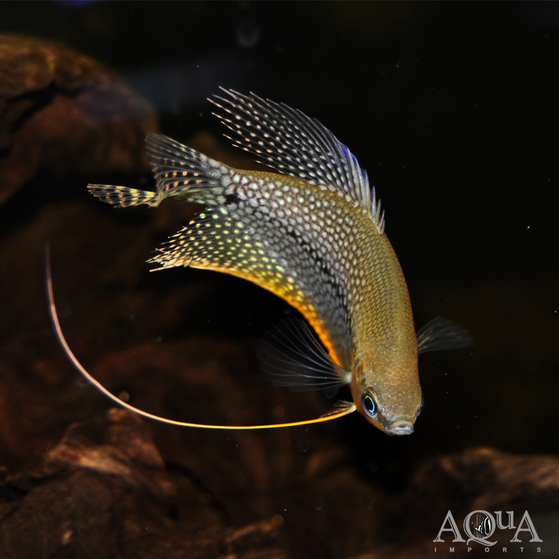 Pearl Gourami (Trichopodus leeri)
