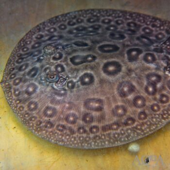 Pearl Stingray (Potamotrygon jabuti)