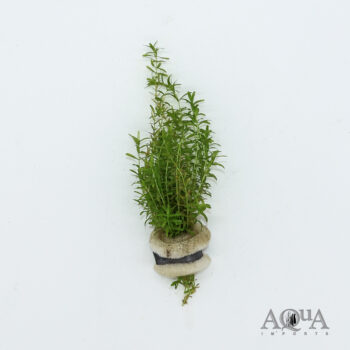 Pearl Weed (Hemianthus micranthemoides)