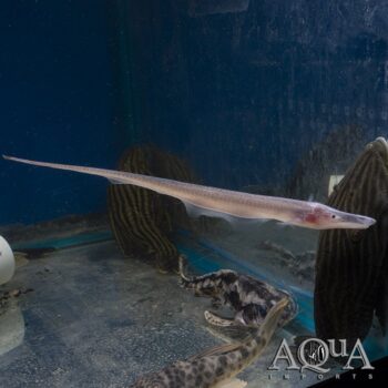 Pelican Knifefish Pair (Compsaraia samueli)