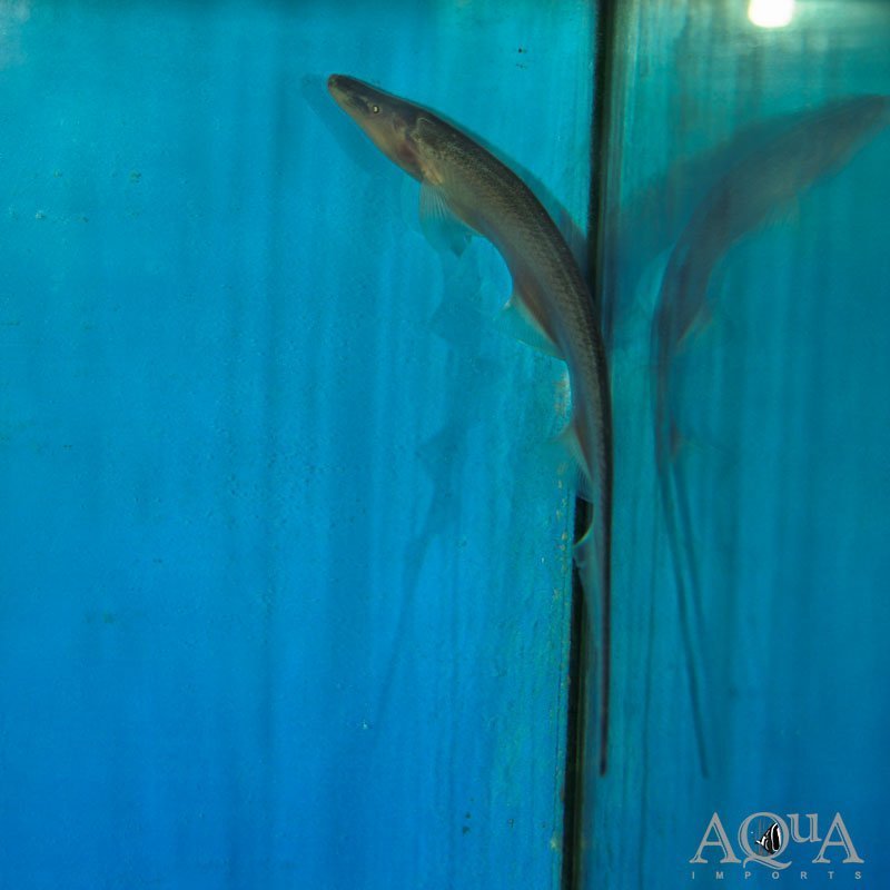Pelican Knifefish Pair (Compsaraia samueli)