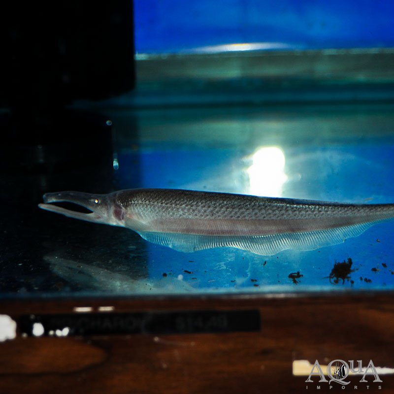 Pelican Knifefish Pair (Compsaraia samueli)