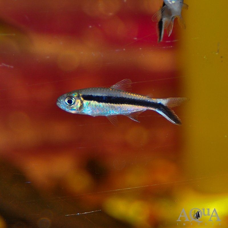 Penguin Tetra (Thayeria boehlkei)
