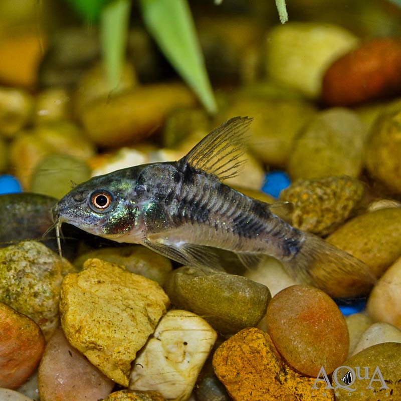 Peppered Cory (Hoplisoma paleatus)