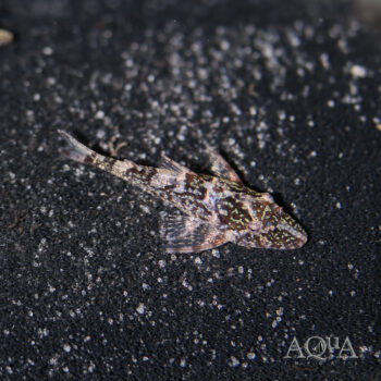 Peppermint Oto (Parotocinclus eppleyi)