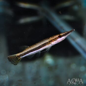 Peppermint Pikehead (Luciocephalus aura)