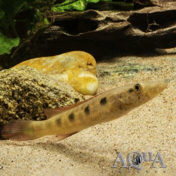 Percna Pike Cichlid (Lugubria percna)