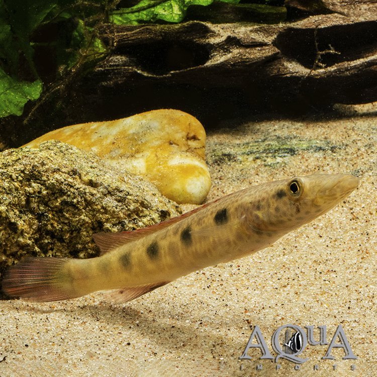 Percna Pike Cichlid (Lugubria percna)