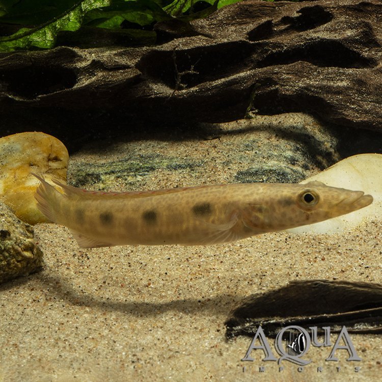 Percna Pike Cichlid (Lugubria percna)