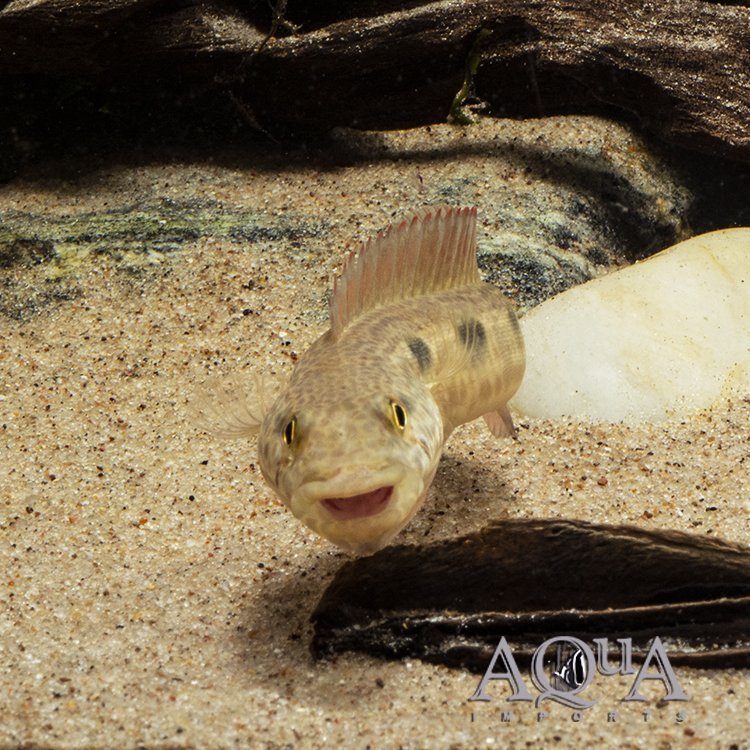 Percna Pike Cichlid (Lugubria percna)