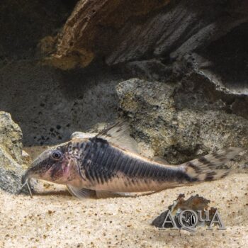 Peru Black Cory (Corydoras semiaquilus)
