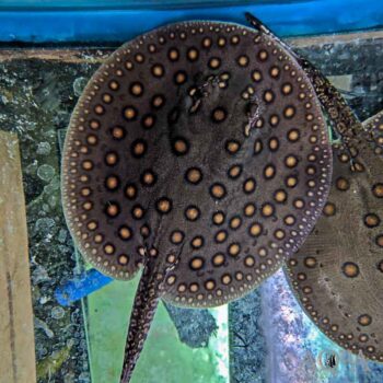 Peru Orange Spot Motoro Stingray (Potamotrygon motoro)